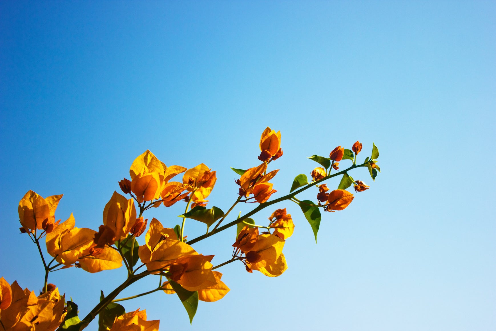 A flowering branch reaching for a blue sky. Photo by Poorva Rawat on Unsplash.